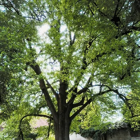 Kloster 德鲁贝克